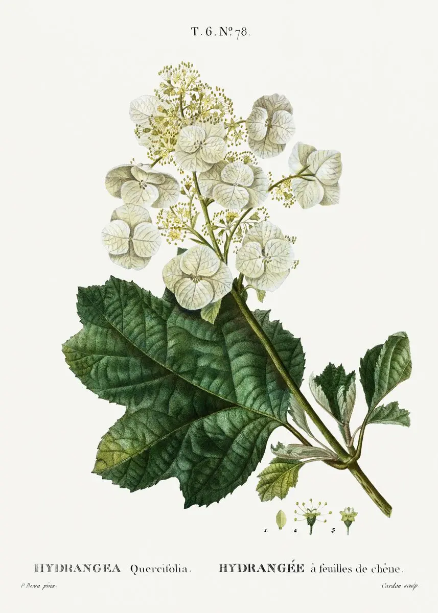 Vintage – francuskie studium botaniczne Jasny