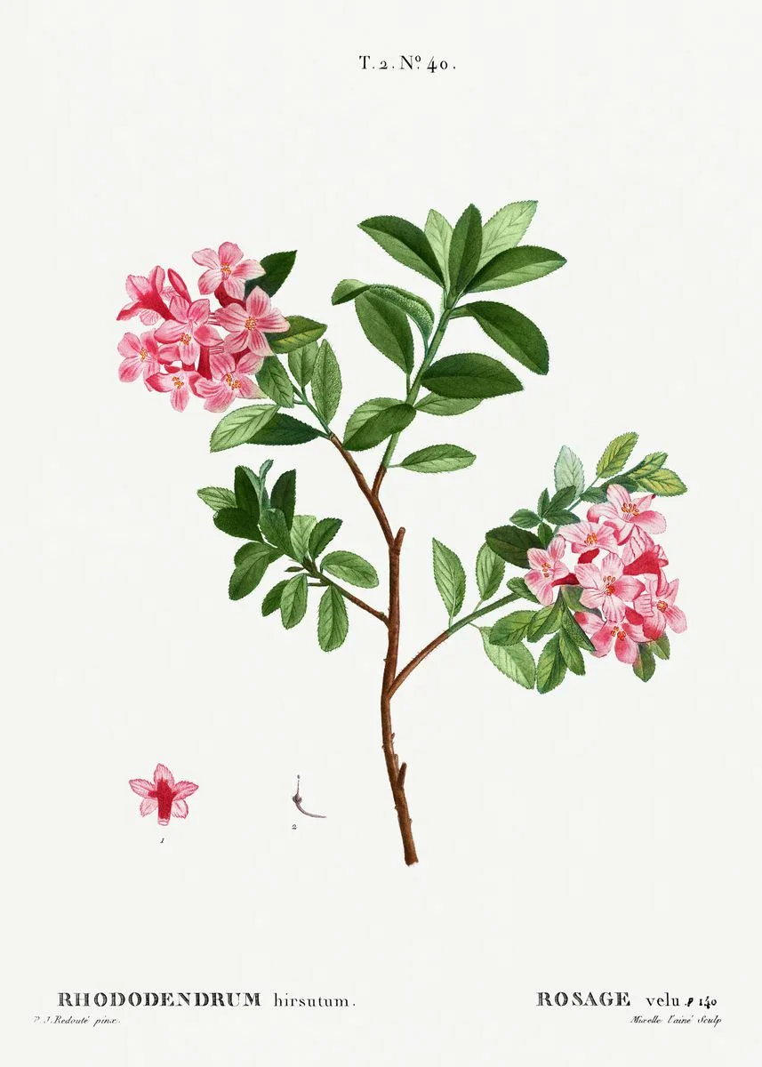 Vintage – francuskie studium botaniczne Niebieski