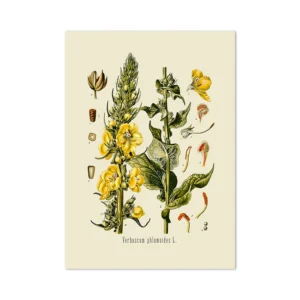 Plakat botaniczny vintage z francuskimi roślinami Wzór 1