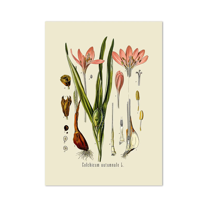 Plakat botaniczny vintage z francuskimi roślinami Wzór 2