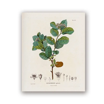 Plakat botaniczny vintage z francuskimi roślinami Wzór 8