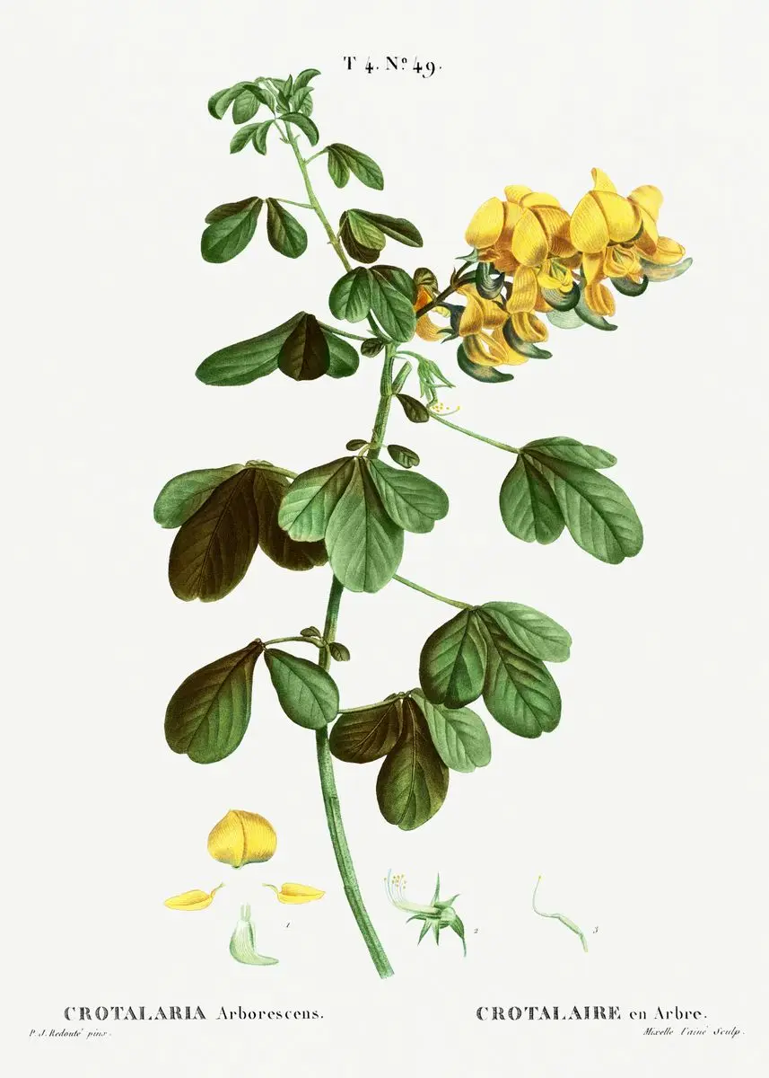 Vintage – francuskie studium botaniczne Zielony