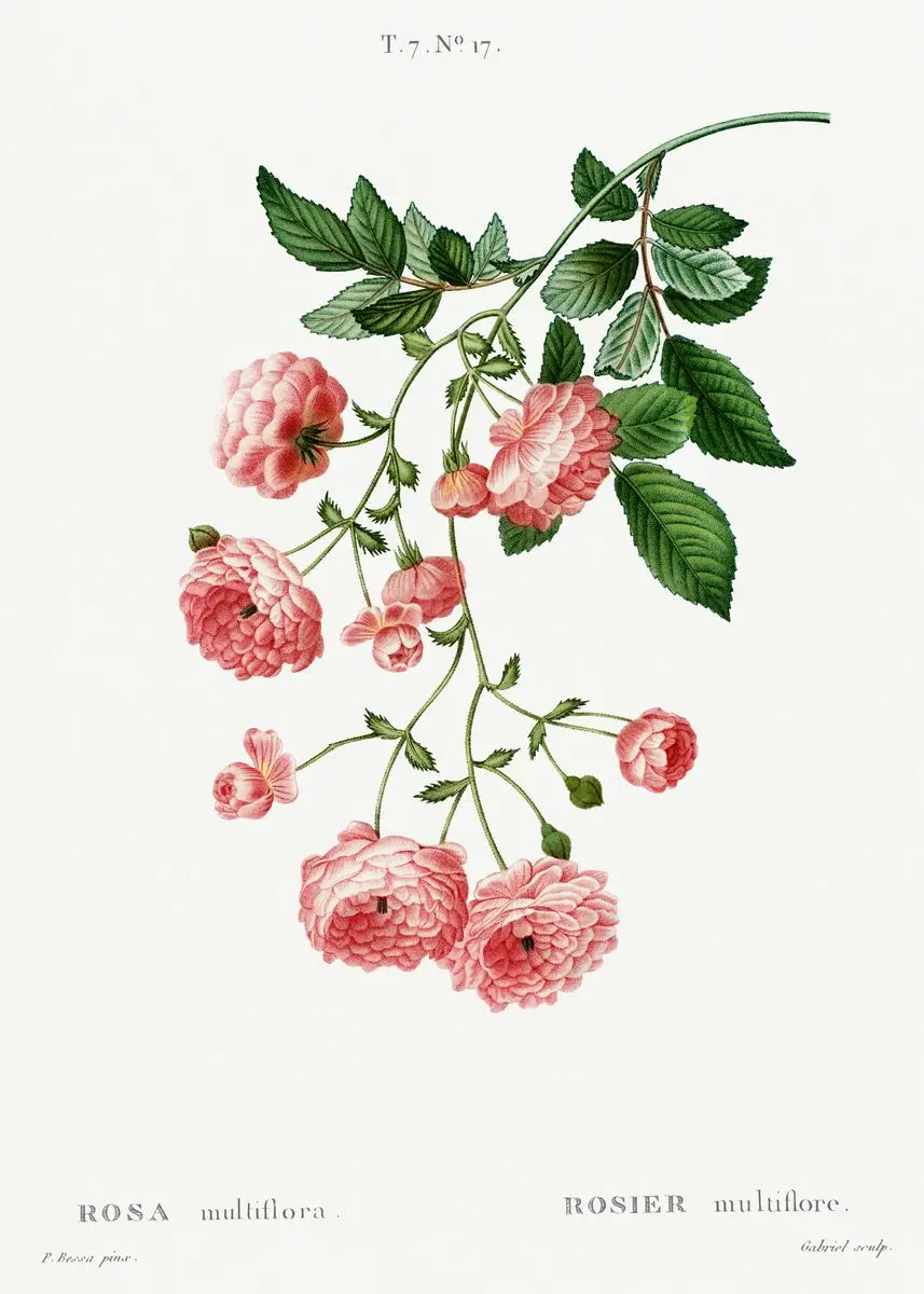 Vintage – francuskie studium botaniczne żółty