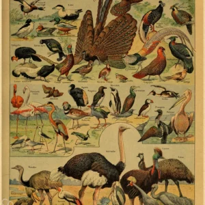 Botaniczny plakat vintage z motylem i grzybami Kolba