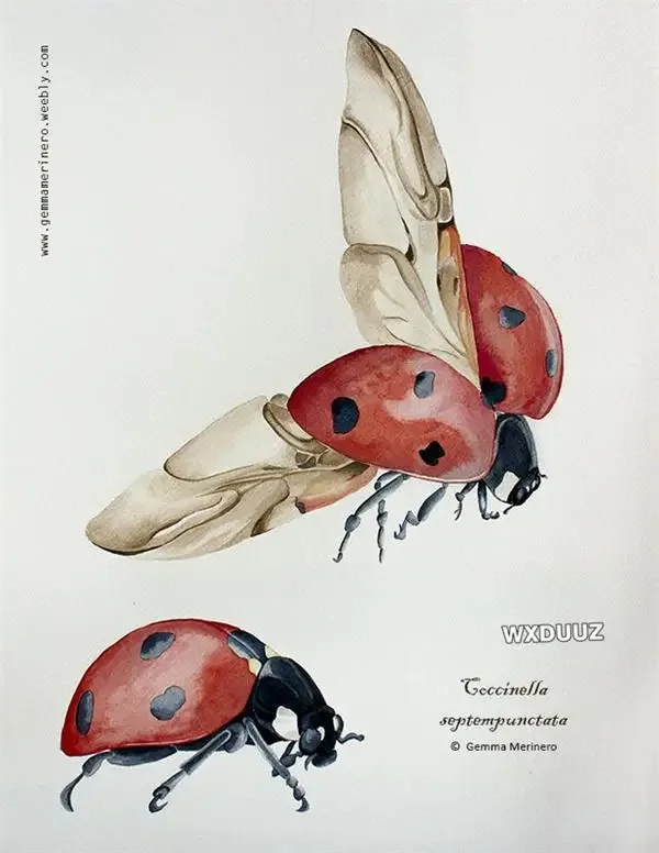 Plakat botaniczny vintage motyle owady ptaki Wzór 10