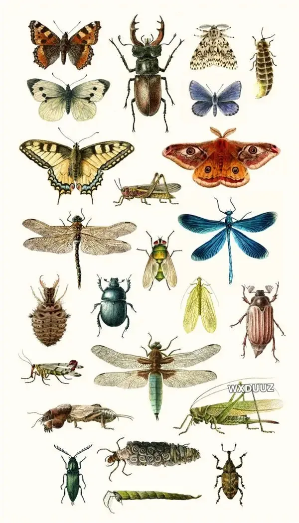 Plakat botaniczny vintage motyle owady ptaki Wzór 2