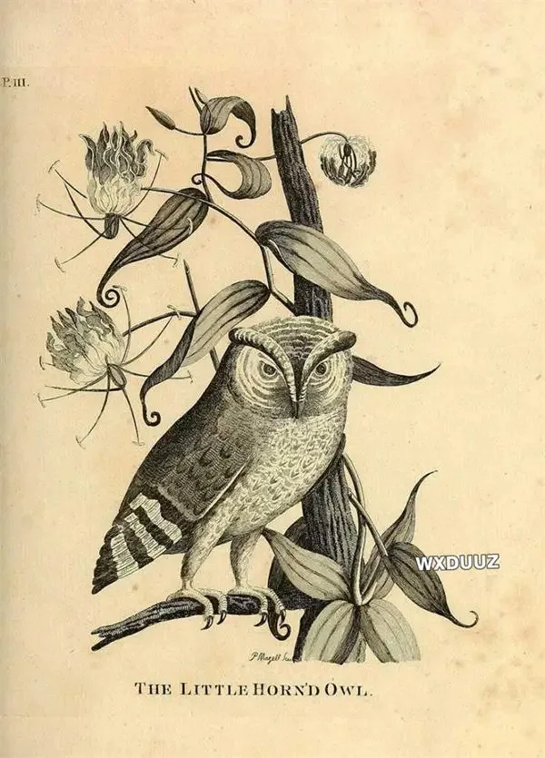 Plakat botaniczny vintage motyle owady ptaki Wzór 3