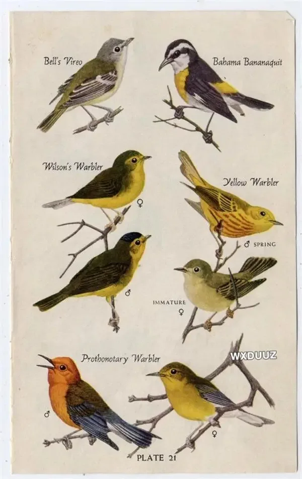 Plakat botaniczny vintage motyle owady ptaki Wzór 7