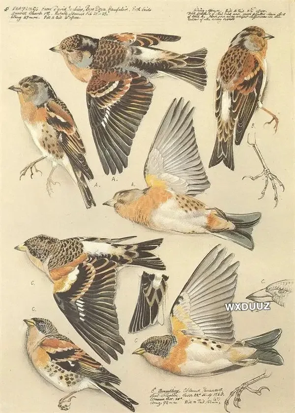 Plakat botaniczny vintage motyle owady ptaki Wzór 8