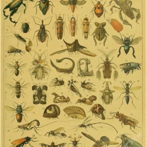 Botaniczna ilustracja vintage - plakat z ptakiem i kwiatami Wzór 1