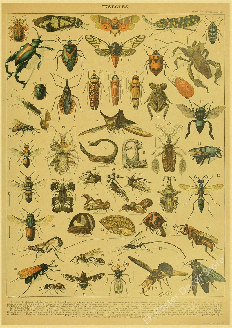 Botaniczna ilustracja vintage - plakat z ptakiem i kwiatami Wzór 1