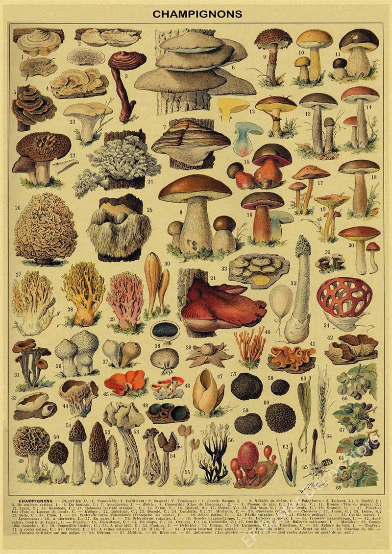 Botaniczna ilustracja vintage - plakat z ptakiem i kwiatami Wzór 2