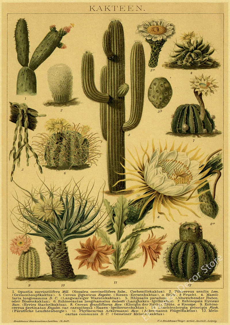 Botaniczna ilustracja vintage - plakat z ptakiem i kwiatami Wzór 3