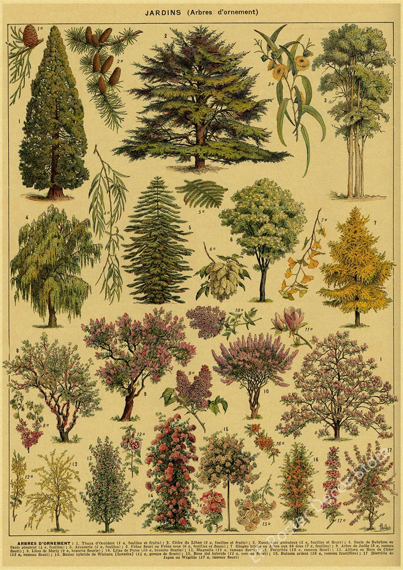Botaniczna ilustracja vintage - plakat z ptakiem i kwiatami Wzór 4