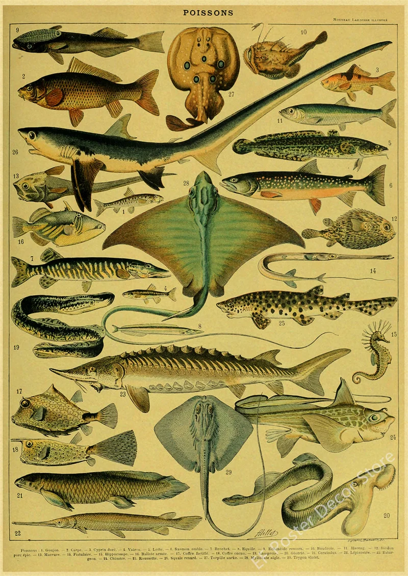 Botaniczna ilustracja vintage - plakat z ptakiem i kwiatami Wzór 5