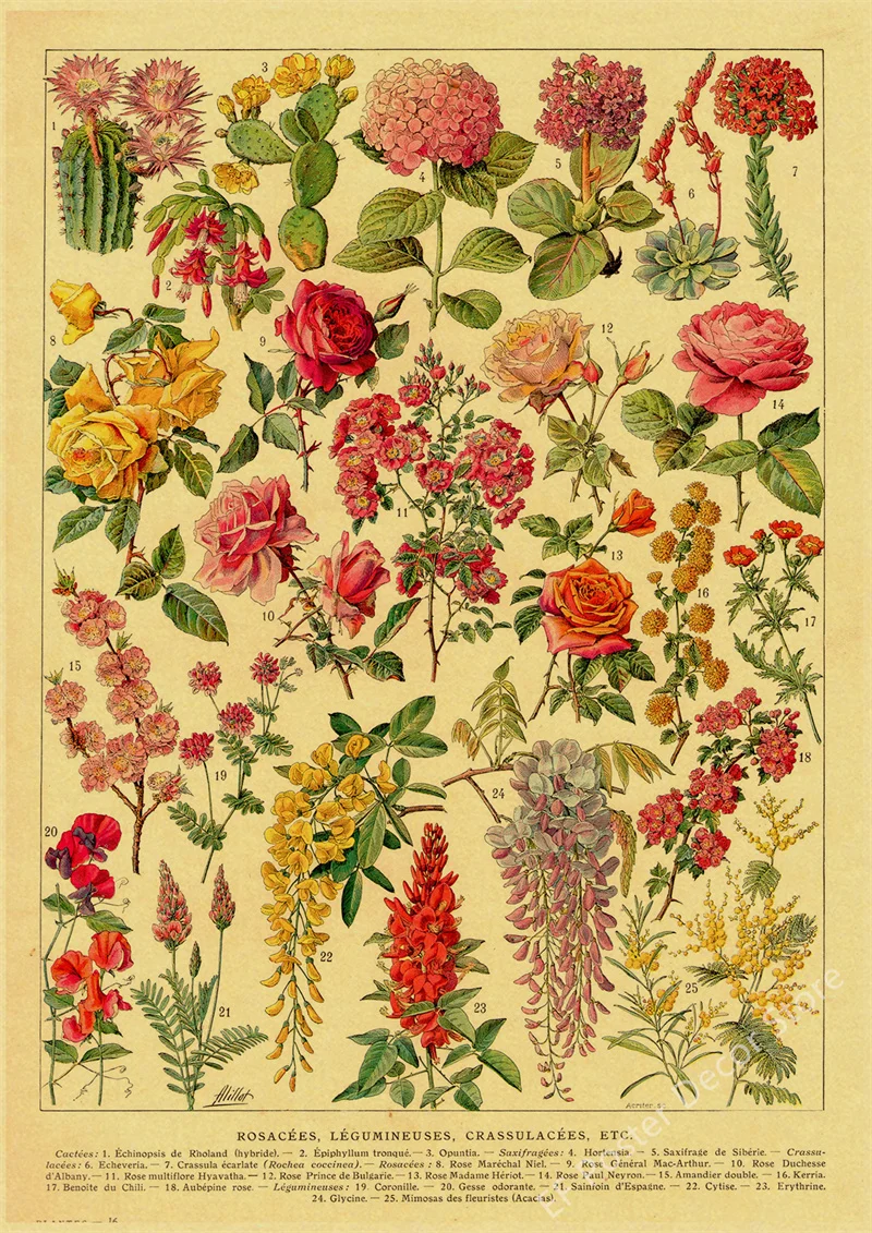 Botaniczna ilustracja vintage - plakat z ptakiem i kwiatami Wzór 8
