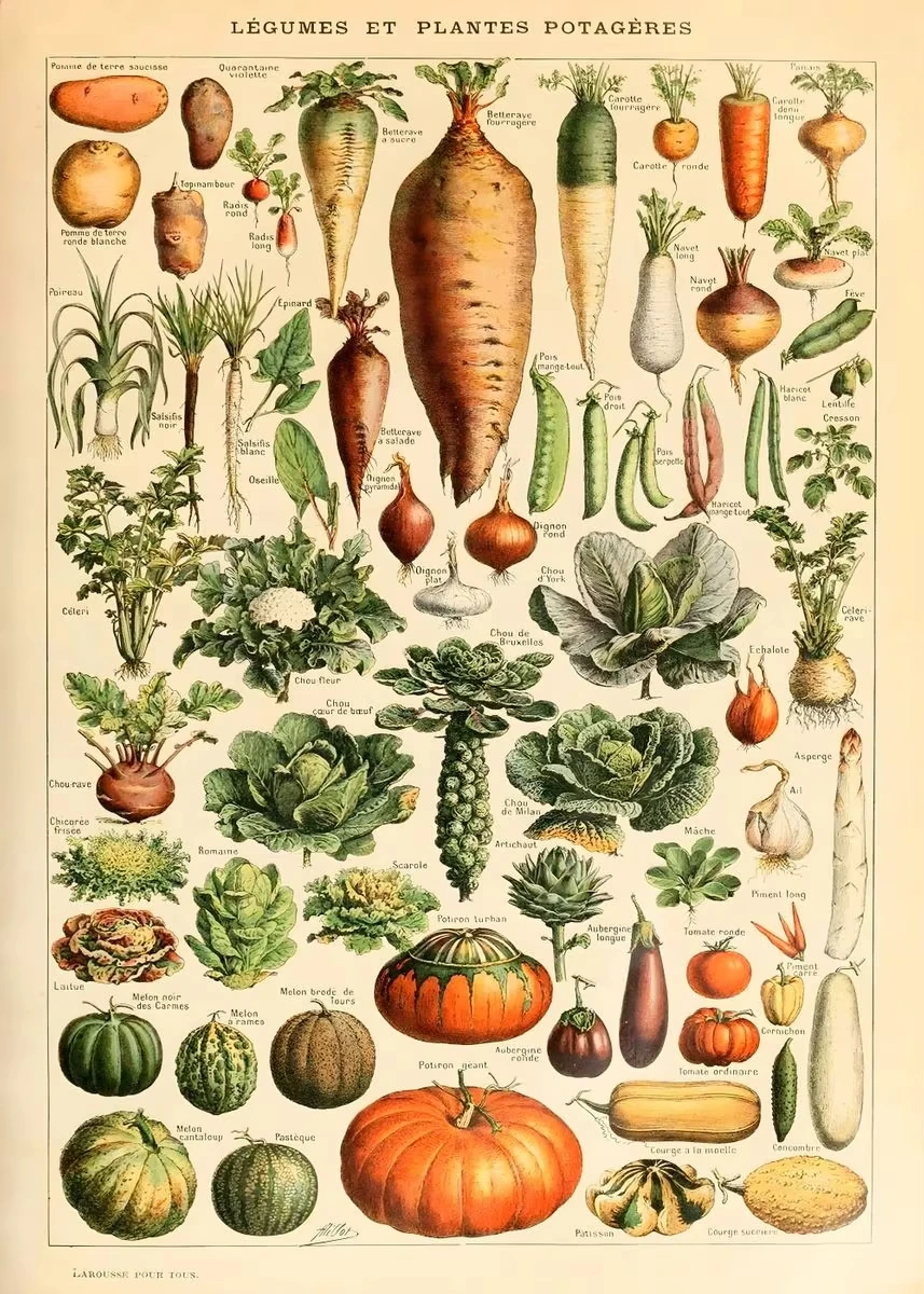 Vintage botaniczny plakat - rośliny i owady Wzór 1