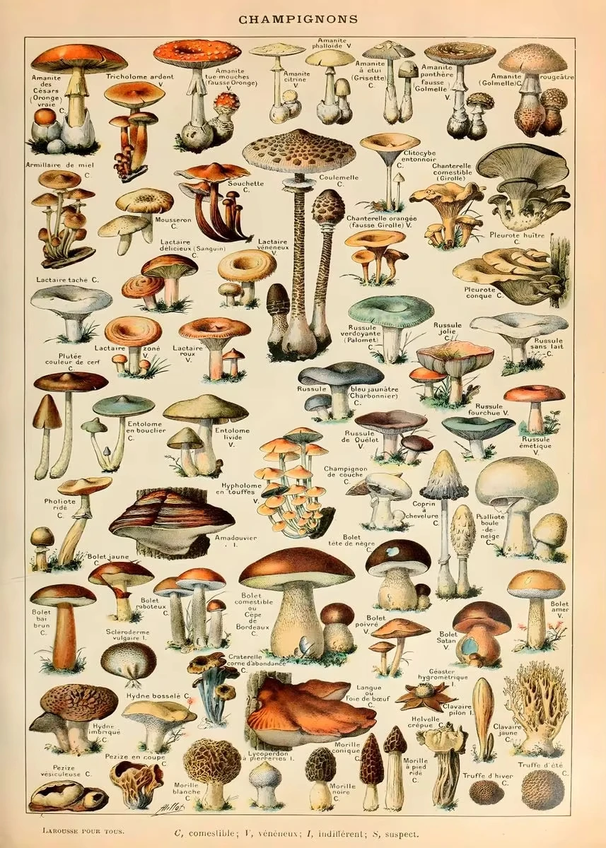 Vintage botaniczny plakat – rośliny i owady Wzór 10