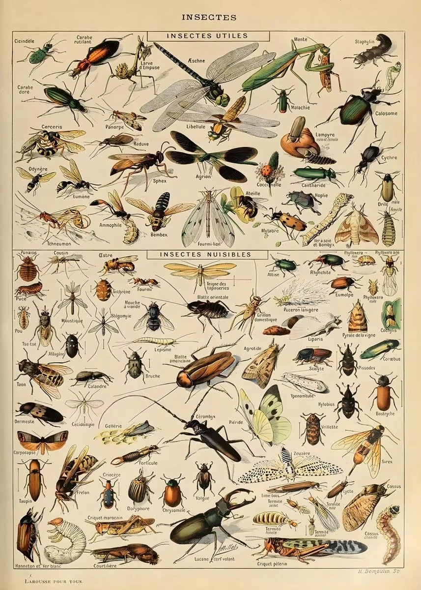 Vintage botaniczny plakat – rośliny i owady Wzór 11