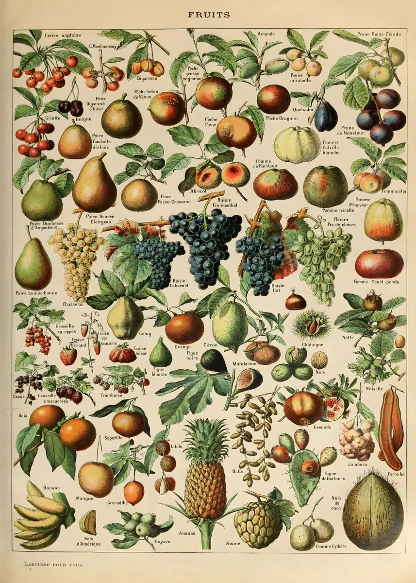 Vintage botaniczny plakat - rośliny i owady Wzór 2