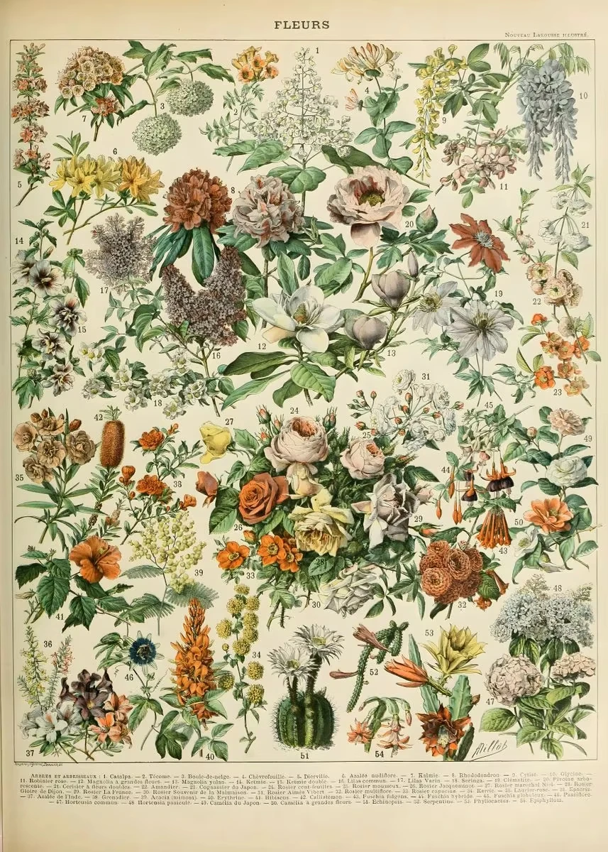 Vintage botaniczny plakat - rośliny i owady Wzór 3