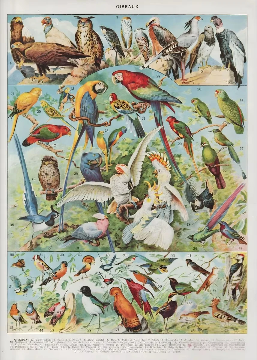 Vintage botaniczny plakat - rośliny i owady Wzór 7