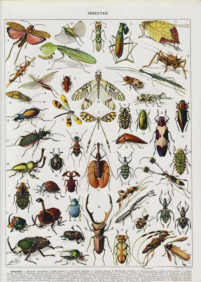 Vintage botaniczny plakat - rośliny i owady Wzór 8