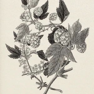 Plakat botaniczny vintage szkic do kuchni 3508180208