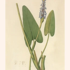 Plakat botaniczny vintage - ilustracja marchewki Nn 15