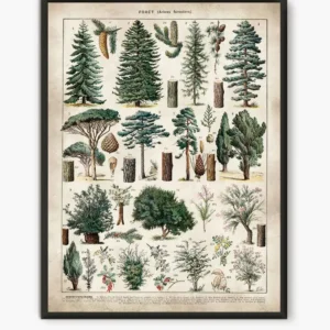 Plakat botaniczny vintage - zielnik roslin Burgundia