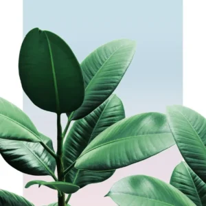 Plakat botaniczny do łazienki z napisem Get Naked Wzór 1