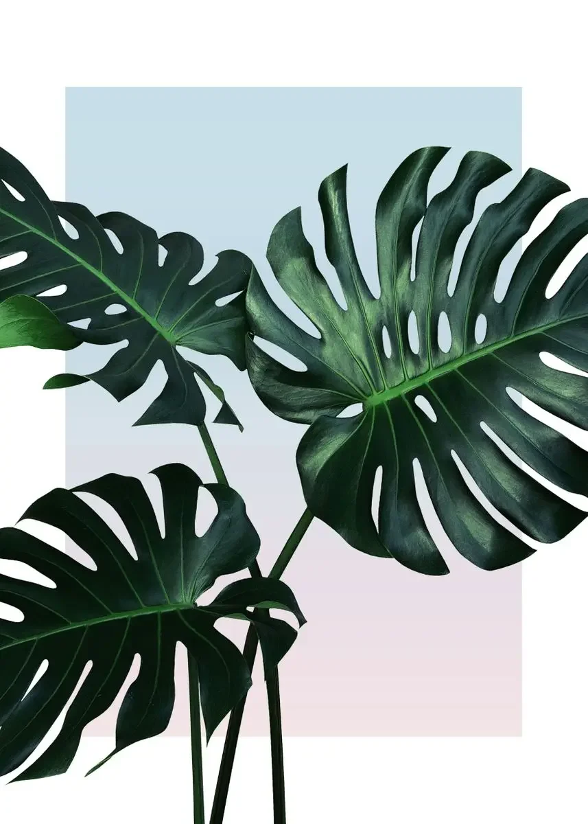 Plakat botaniczny do łazienki z napisem Get Naked Wzór 11