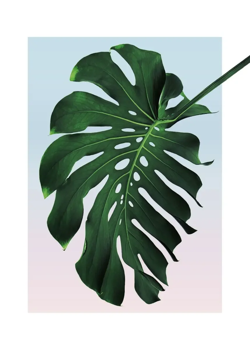 Plakat botaniczny do łazienki z napisem Get Naked Wzór 2