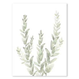 Eukaliptus szałwiowy - plakat botaniczny Biały