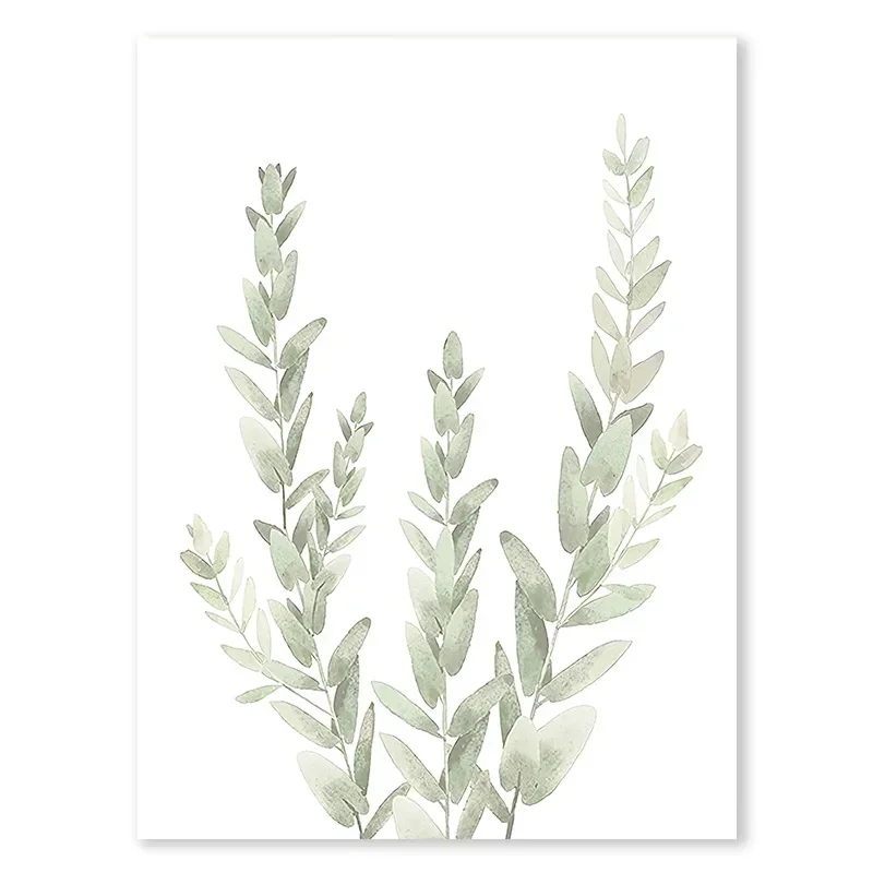 Eukaliptus szałwiowy - plakat botaniczny Biały