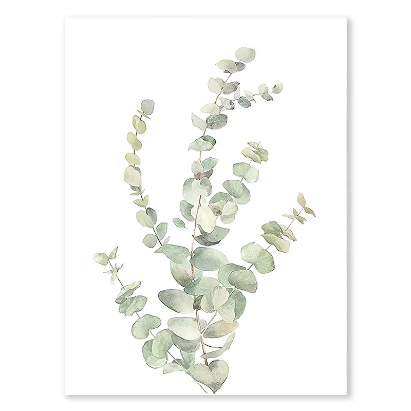 Eukaliptus szałwiowy - plakat botaniczny Burgundia
