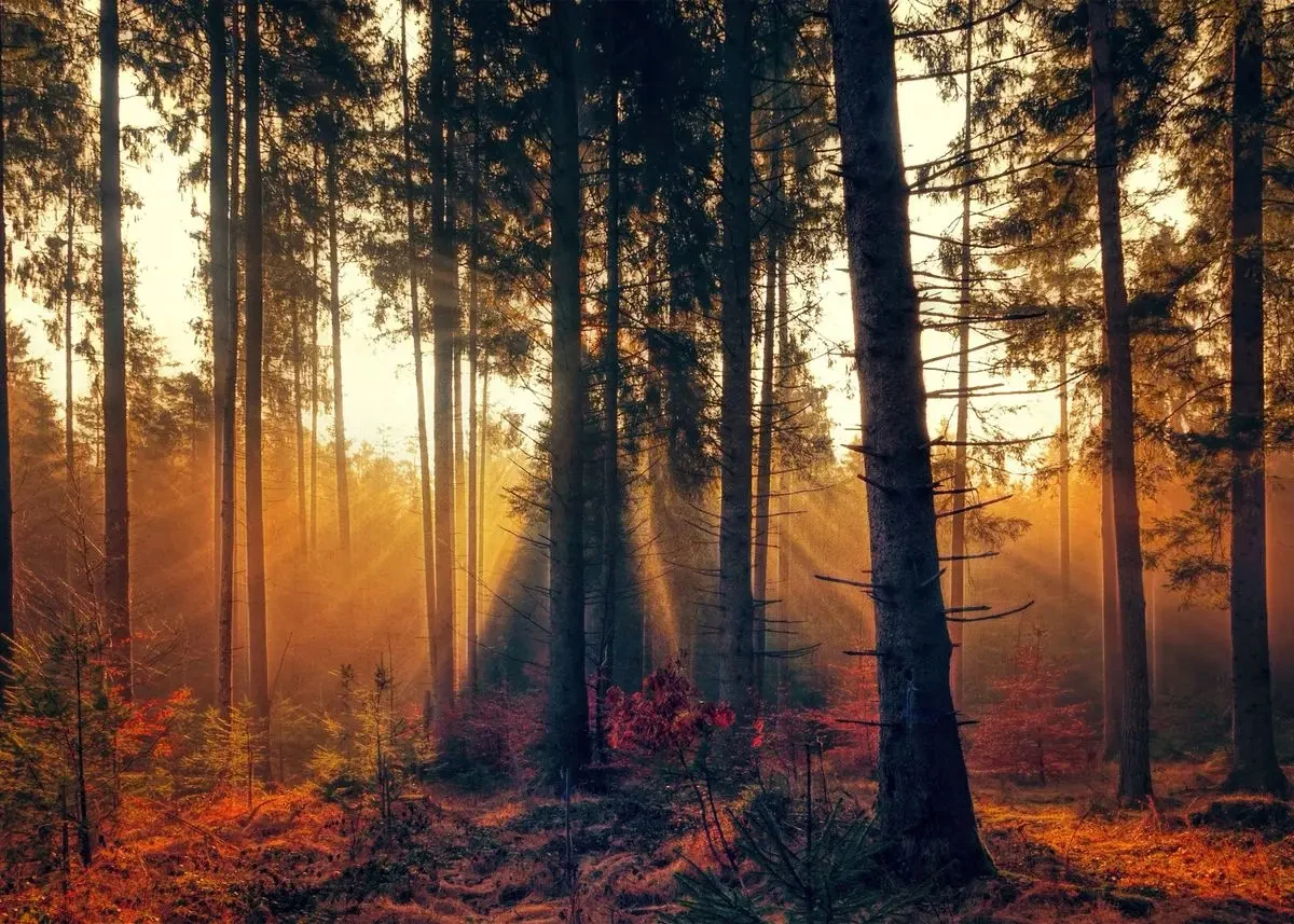 Plakat górskie jezioro w lesie - pejzaż natura Fioletowy/фиолетовый