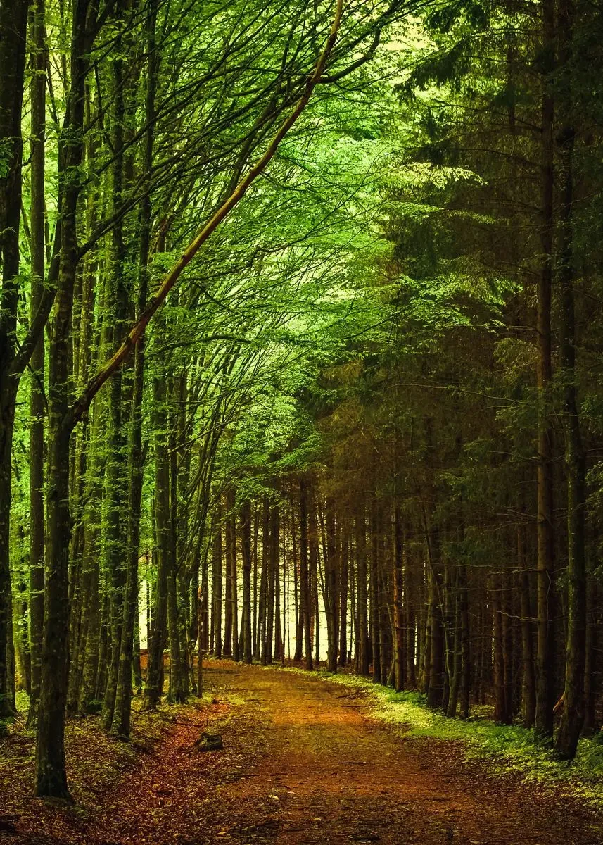 Plakat górskie jezioro w lesie - pejzaż natura Granatowy