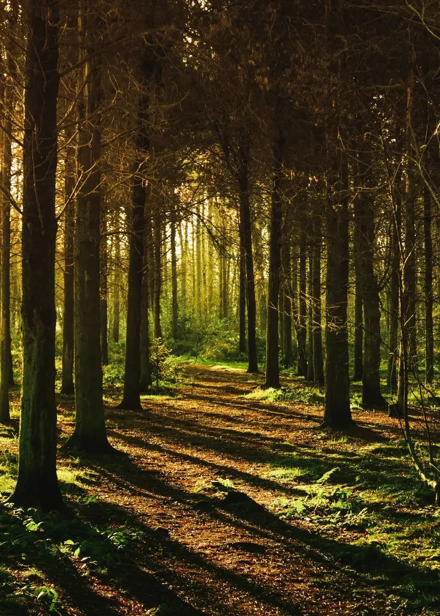 Plakat górskie jezioro w lesie - pejzaż natura Niebieski