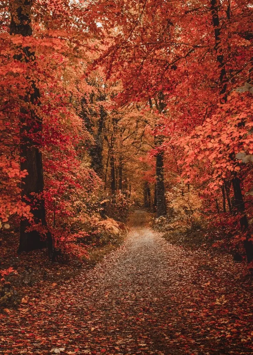 Plakat górskie jezioro w lesie - pejzaż natura Zielony