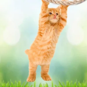 Plakat z kotem na jodze - Hang In There Baby Czerwony