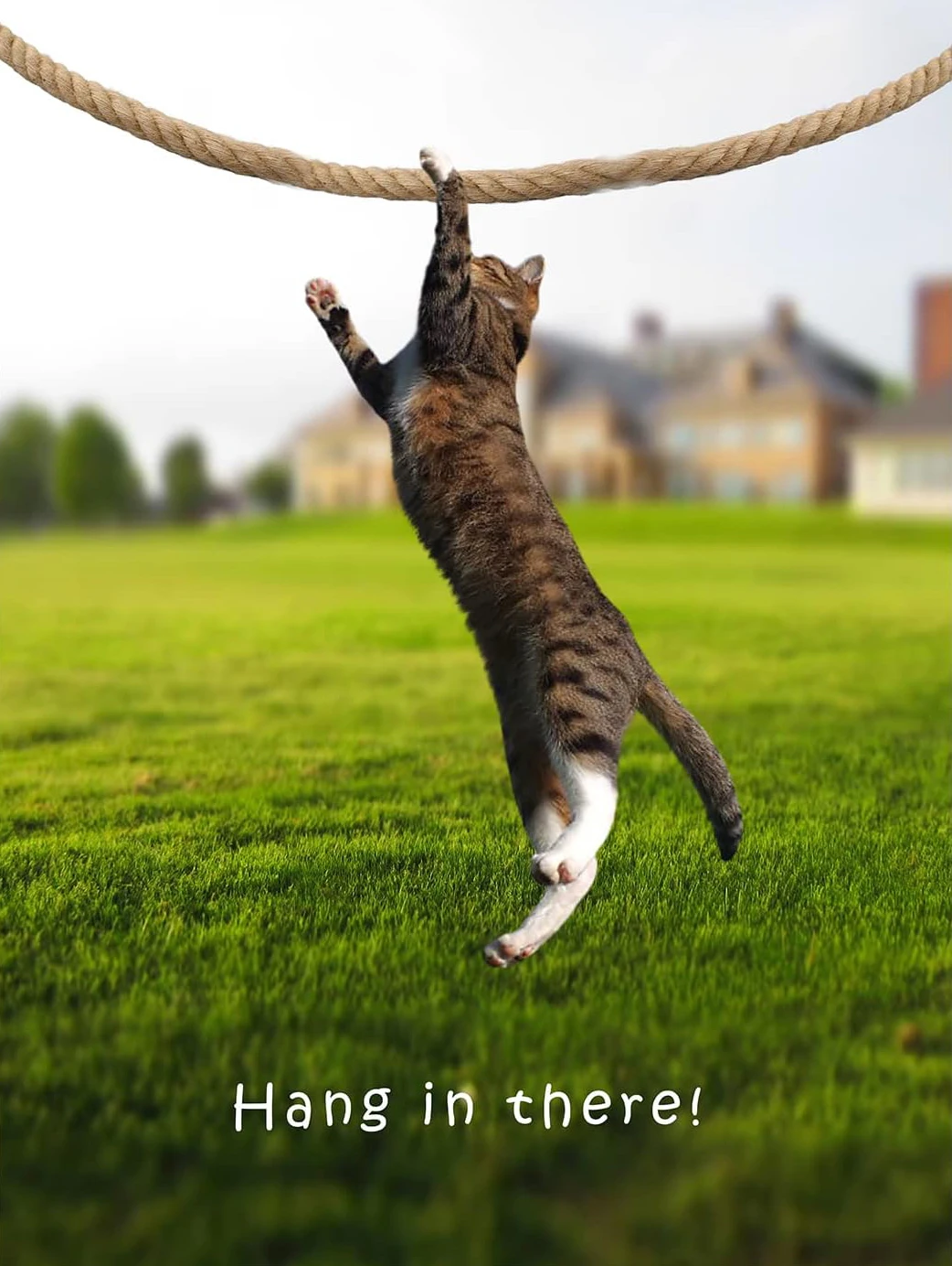 Plakat z kotem na jodze – Hang In There Baby Zielony