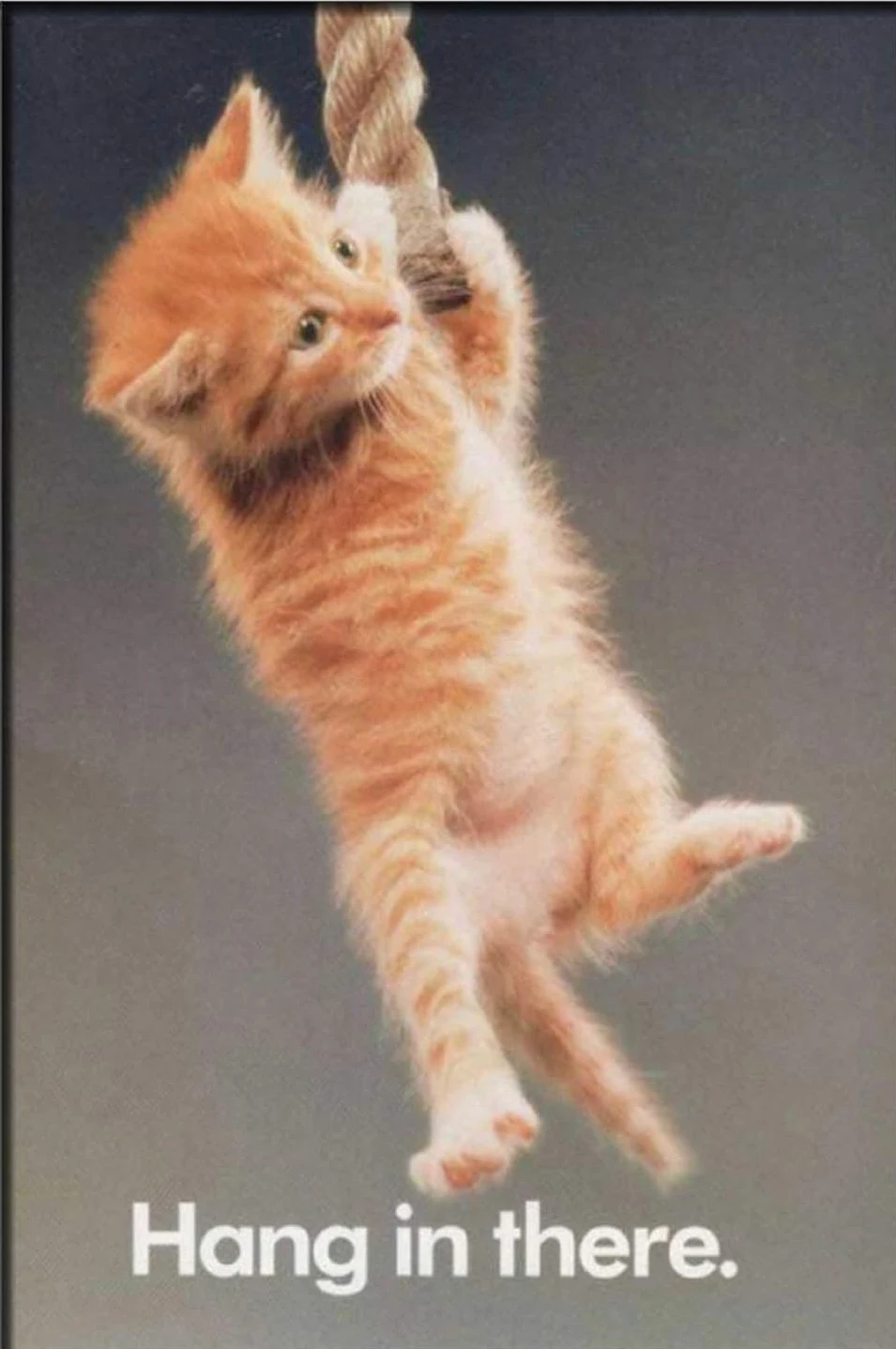 Plakat z kotem jogą Hang In There Baby Fioletowy