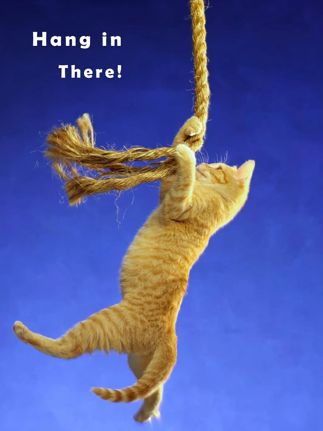 Plakat z kotem jogą Hang In There Baby żółty