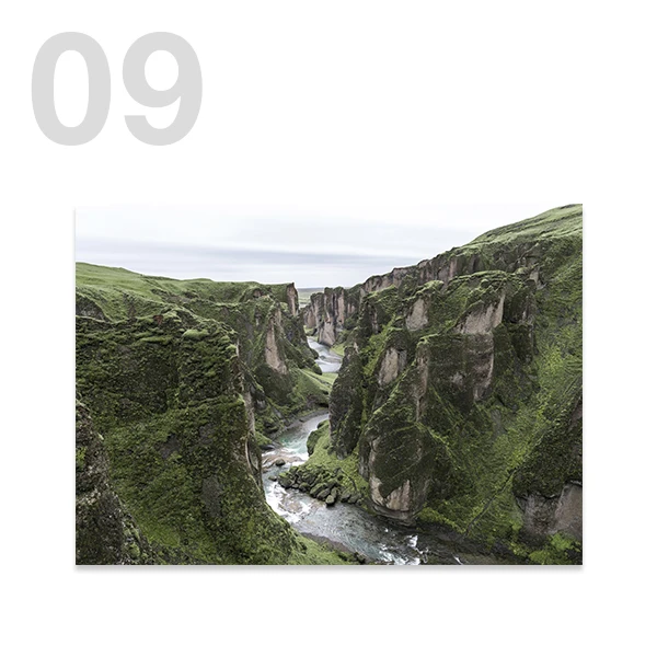 Szkocka krowa highland w lesie - plakat Granatowy