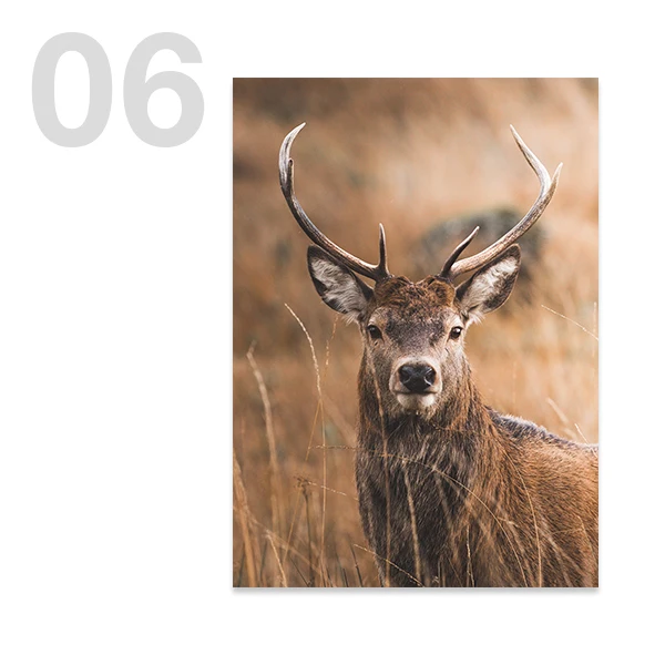 Szkocka krowa highland w lesie - plakat Jasnoszary