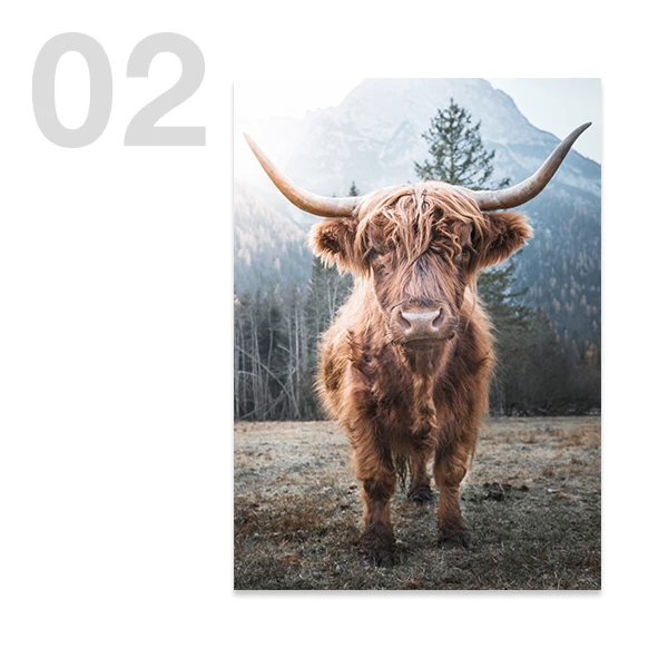 Szkocka krowa highland w lesie - plakat żółty