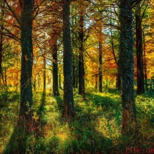 Plakat las gora jezioro natura żółty