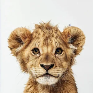 Plakat słodkie małe zwierzęta lew jeleń gepard panda Biały