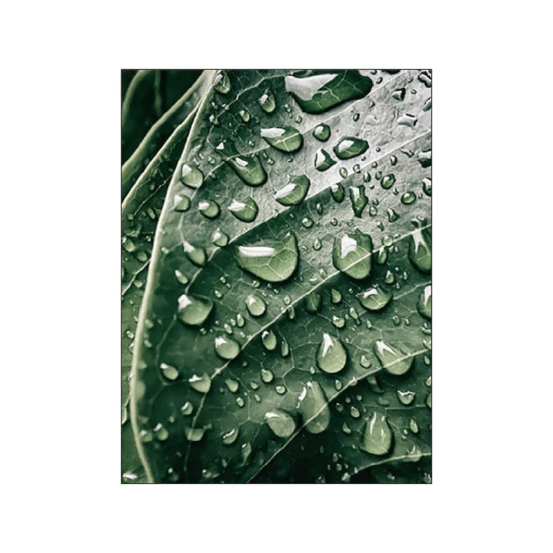 Plakat Monstera – zielone liście Wzór 4